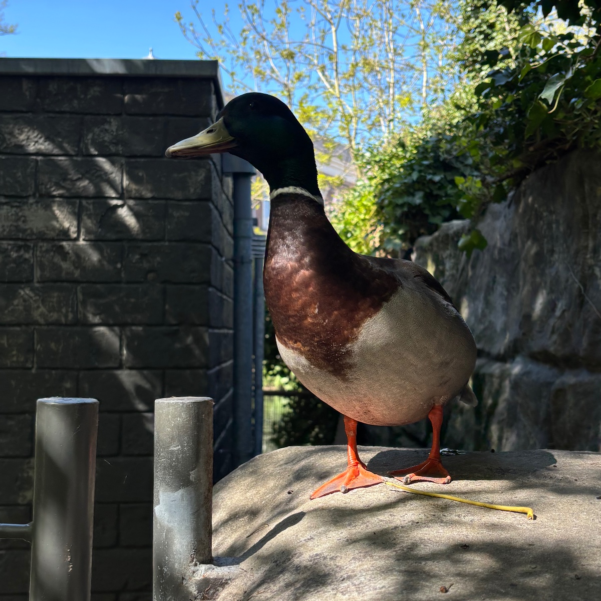 Photo of maya