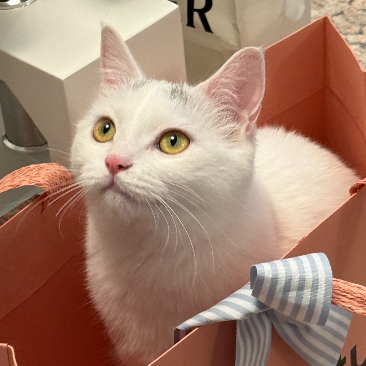 Photo of Phoebe Li