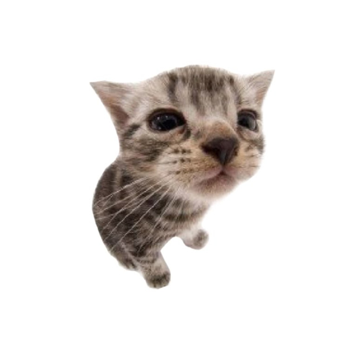 Photo of Zaraki