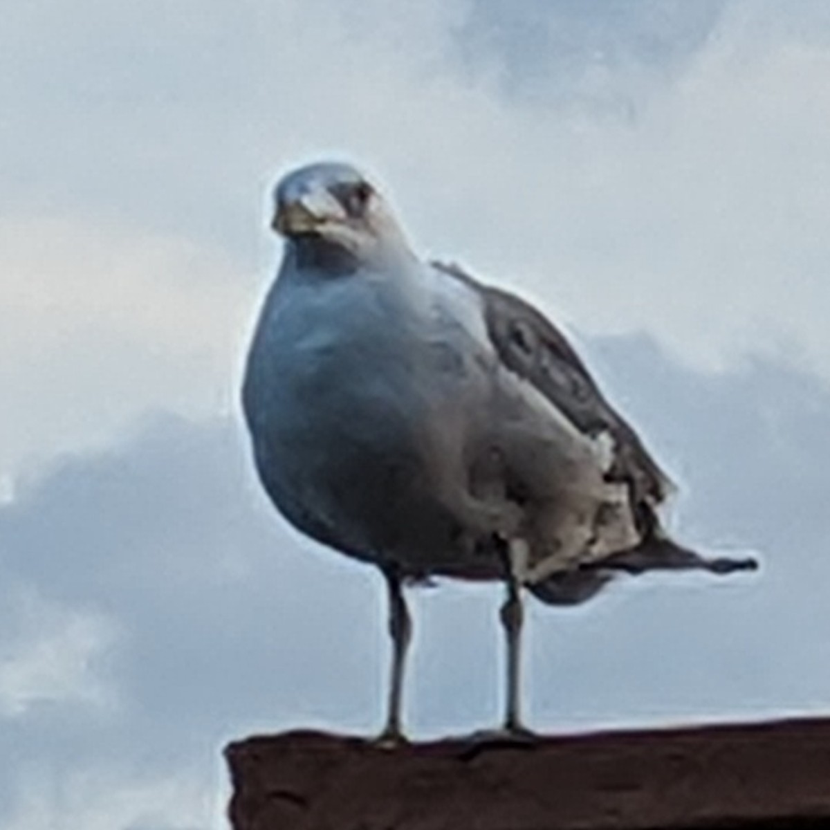 Photo of Jose Castiblanco