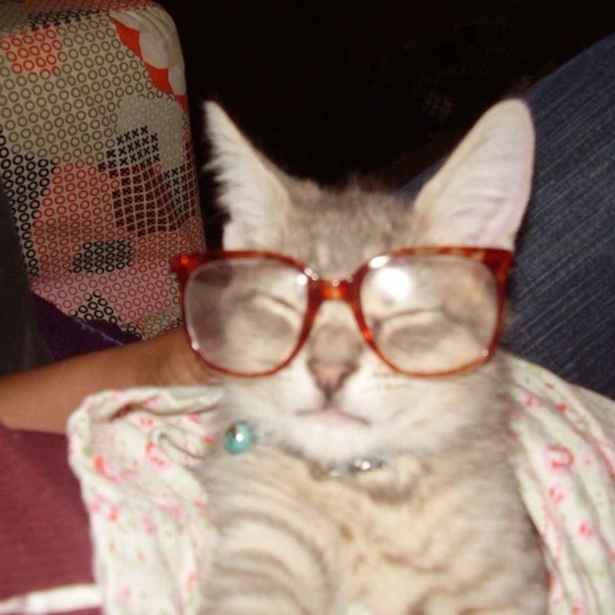 Photo of Bibi