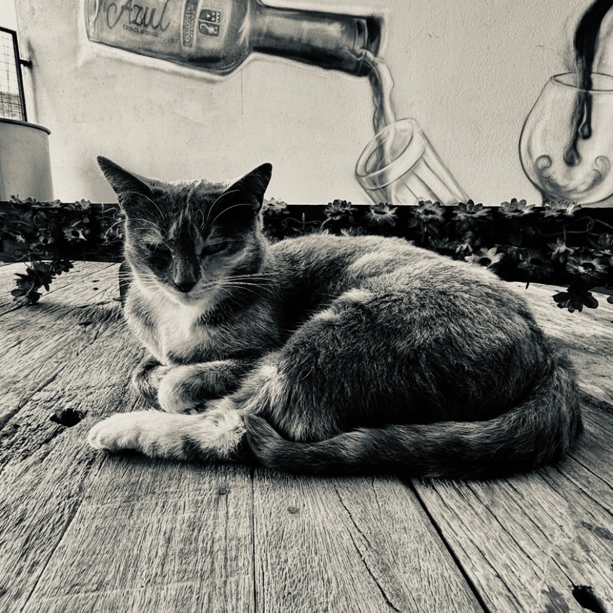 Photo of sofia pinho