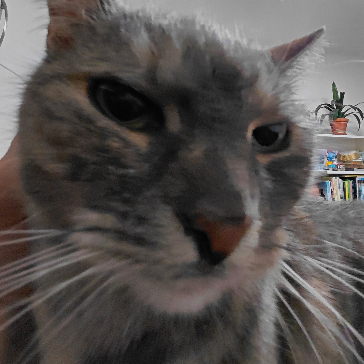 Photo of Abby