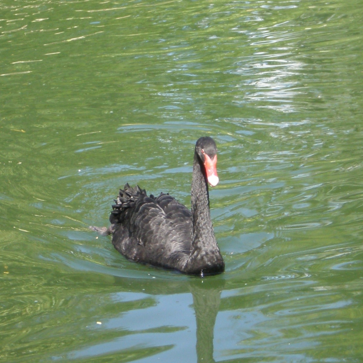 Photo of Petit