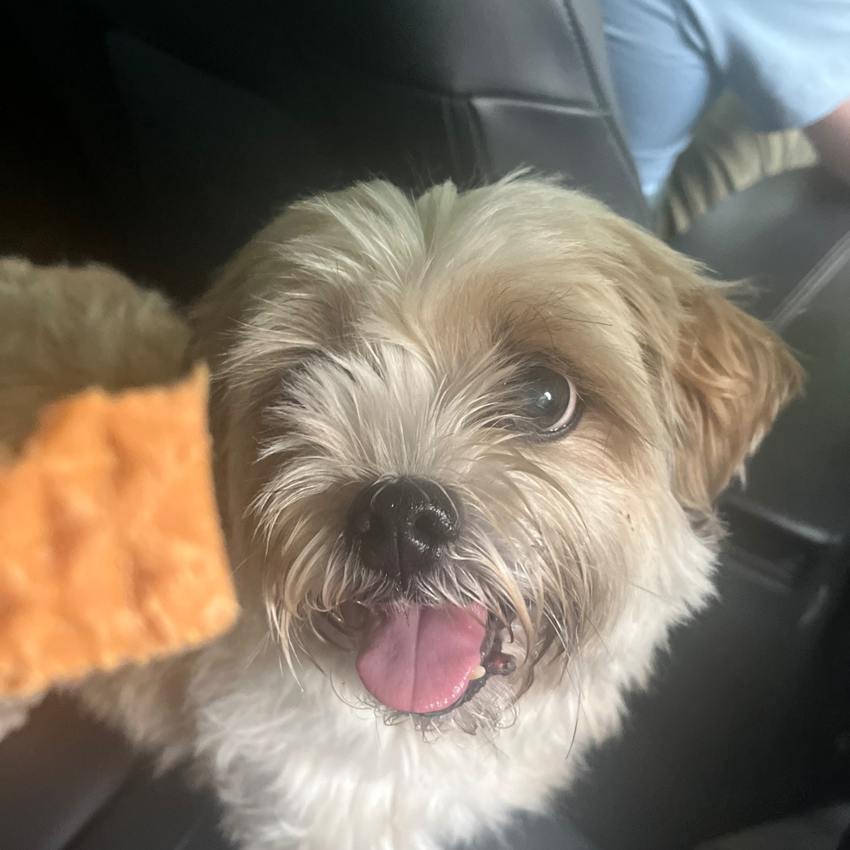 Photo of Lamb Chop