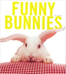 Funny bunnies 