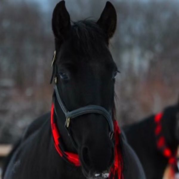 Photo of Juliette tourangeau 