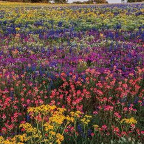 Photo of Amaya Tobin