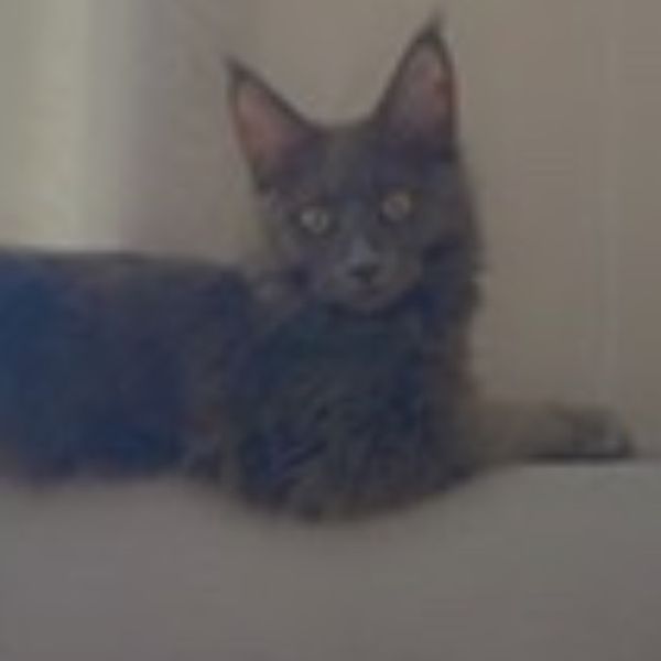 Photo of Mirtel Paemurd 