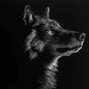 Photo of Andrea Wolf