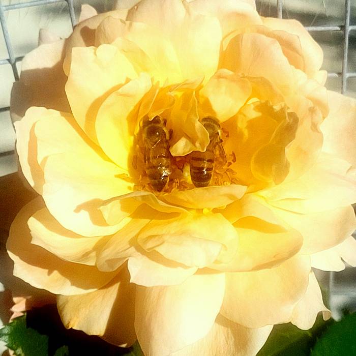 Photo of Sandra Rosque