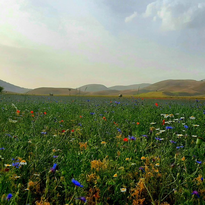 Photo of WoWo