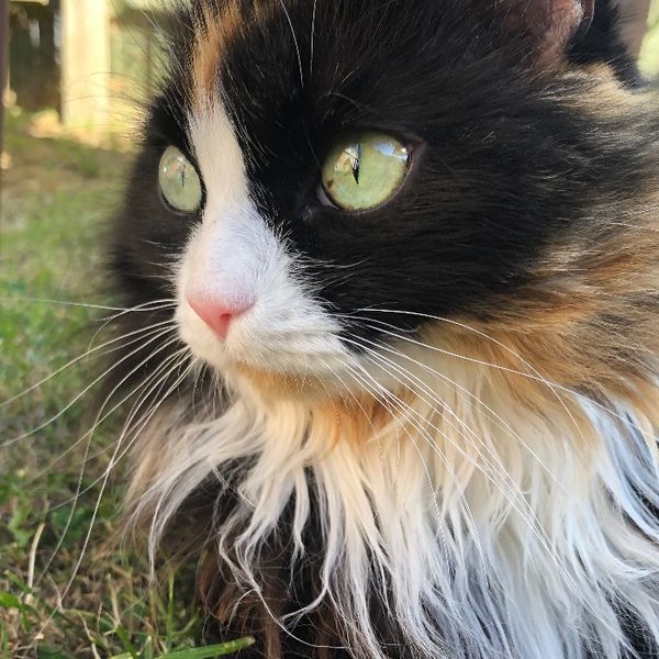 Photo of Sapphire Lynch