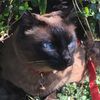 Photo of Tulio