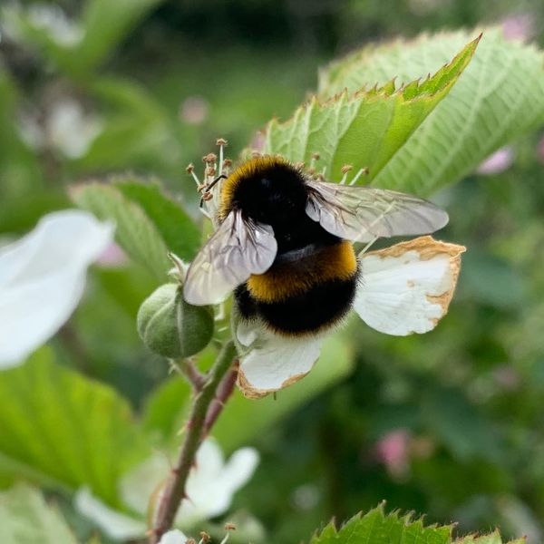 Photo of Suzannah McGhee