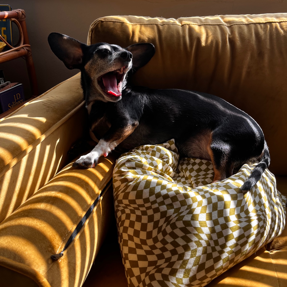 Photo of Pondy 