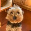 Photo of Prune