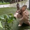 Photo of jing