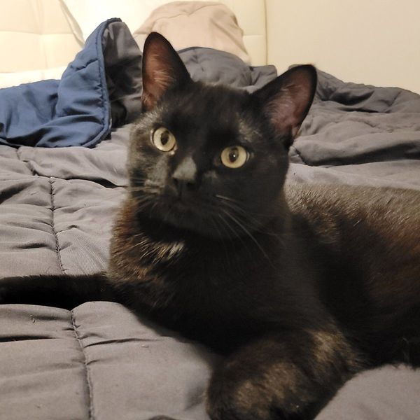 Photo of Matthew Smithdeal