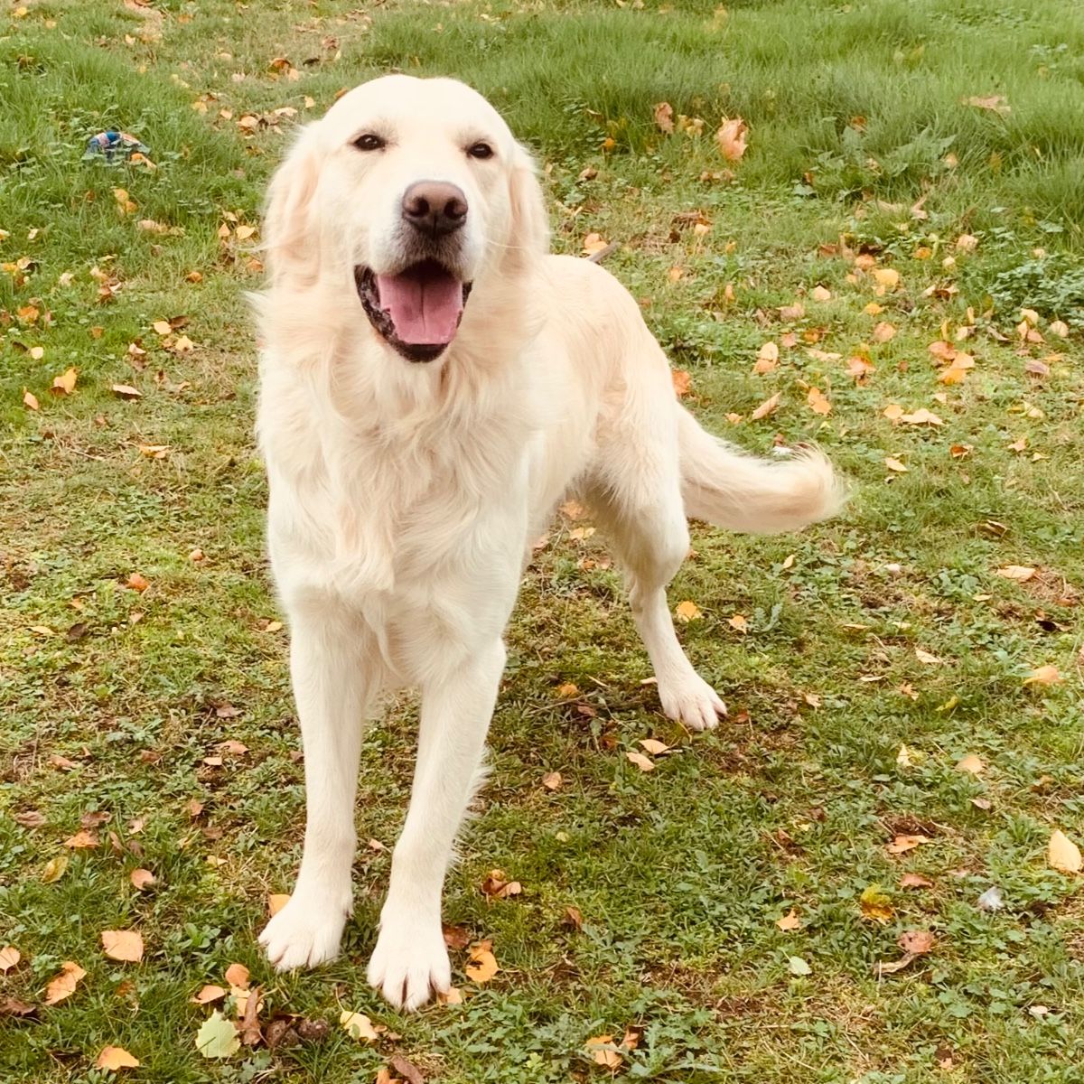 Photo of bram 