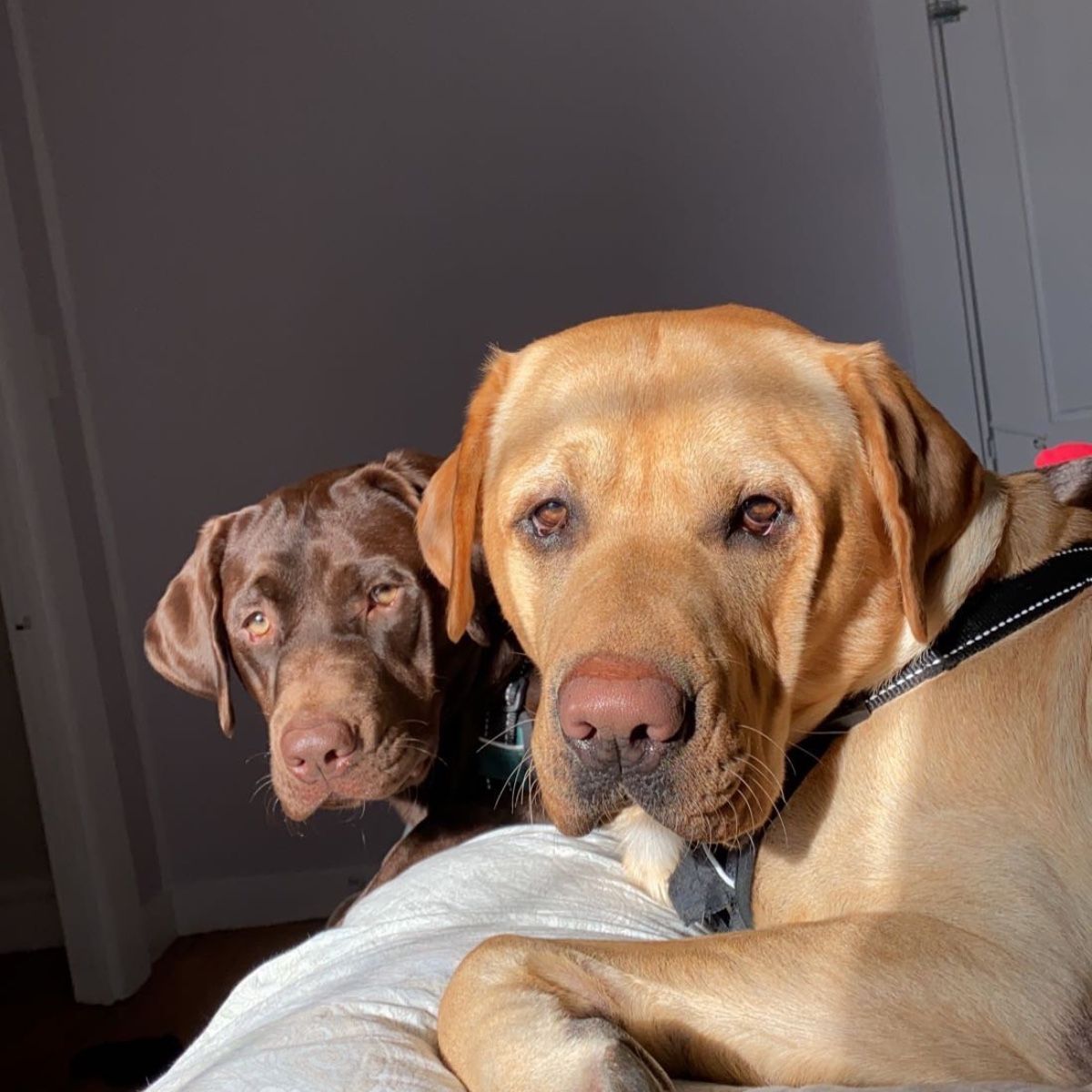 Photo of Nia Voulgaris