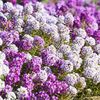 Photo of Alyssum