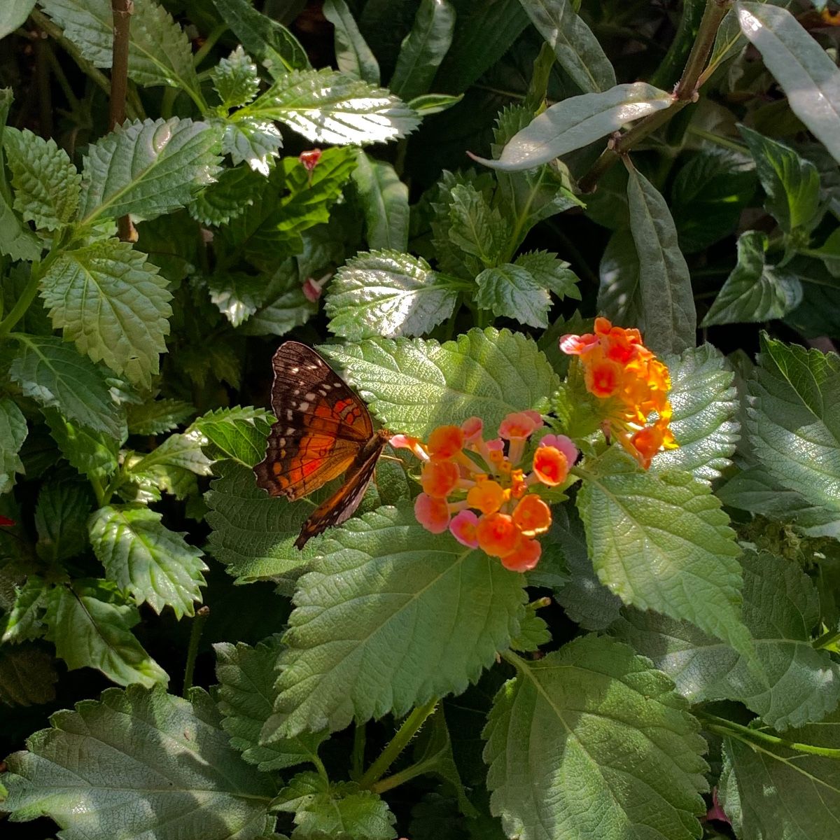 Photo of Claire Chen