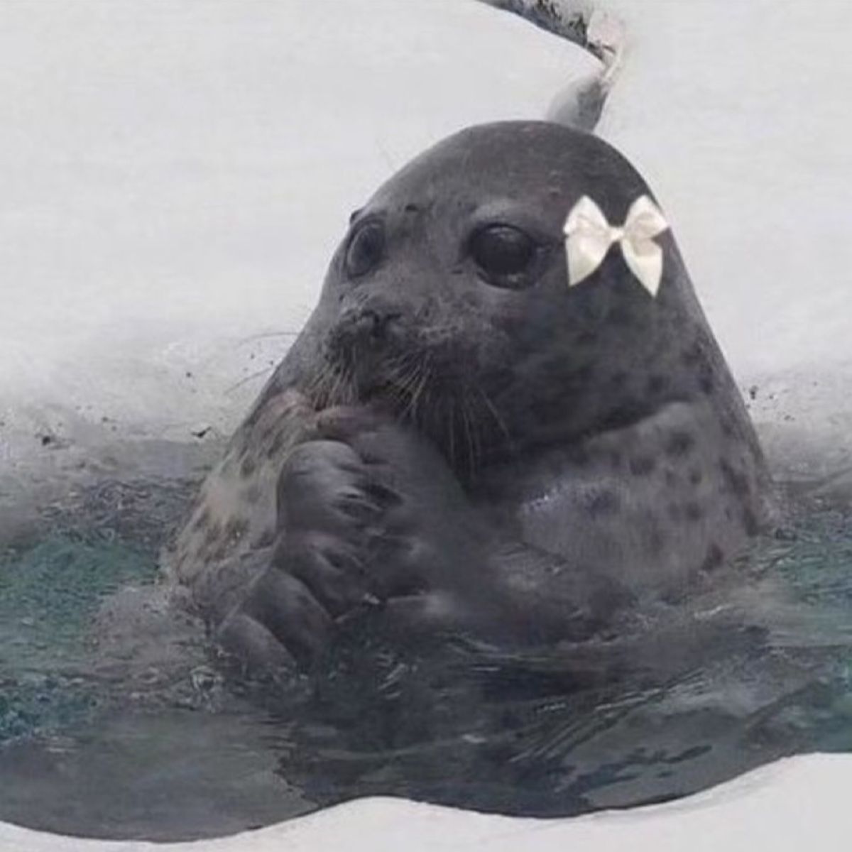 Photo of nik
