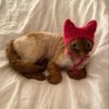Photo of stel