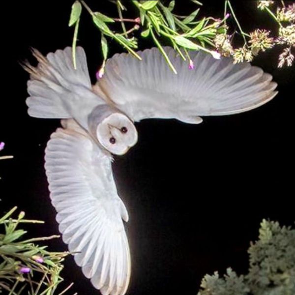 Photo of Zhanen Gail