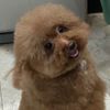 Photo of shev