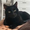 Photo of cat