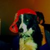 Photo of kas