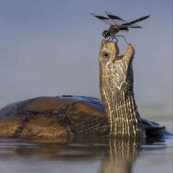 Photo of Jeff Johnson