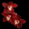 Photo of •