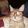 Photo of kat