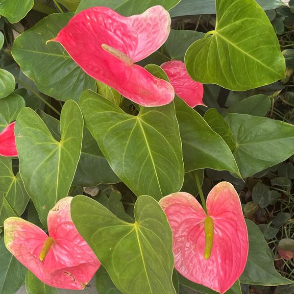 Photo of lily