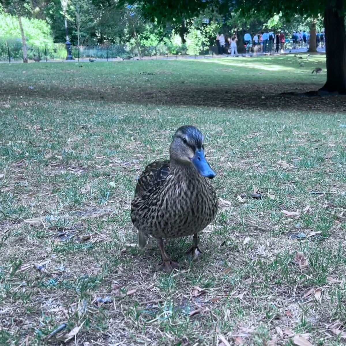 Photo of Alice