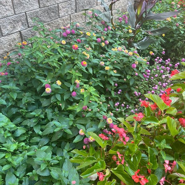 Photo of Danielle Naurayan