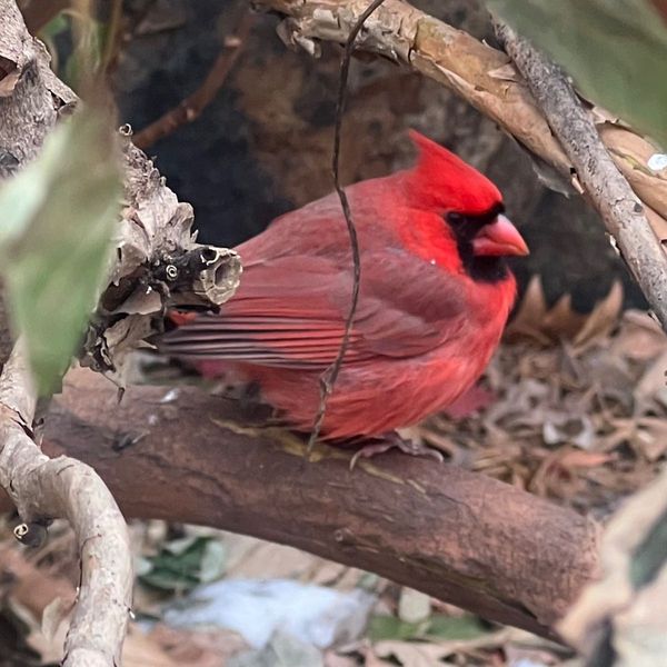 Photo of Danielle Naurayan