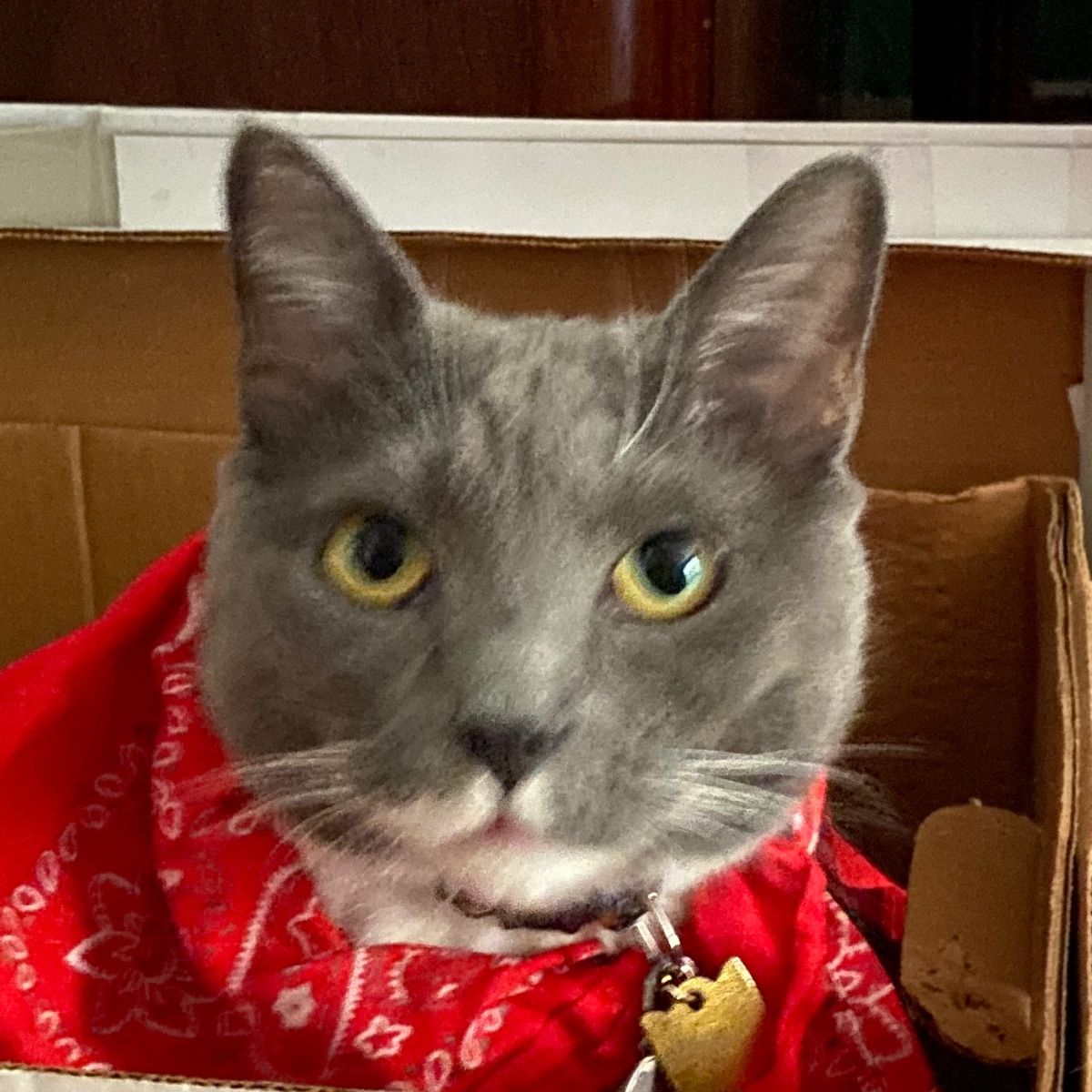 Photo of Christopher Rankin